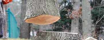Best Tree Trimming and Pruning  in Magnolia, NJ