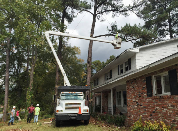 Reliable Magnolia, NJ Tree Care Solutions