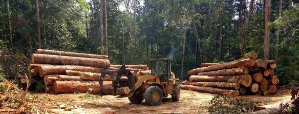 Best Tree Disease Treatment  in Magnolia, NJ