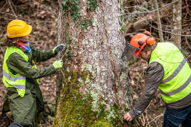 How Our Tree Care Process Works  in  Magnolia, NJ