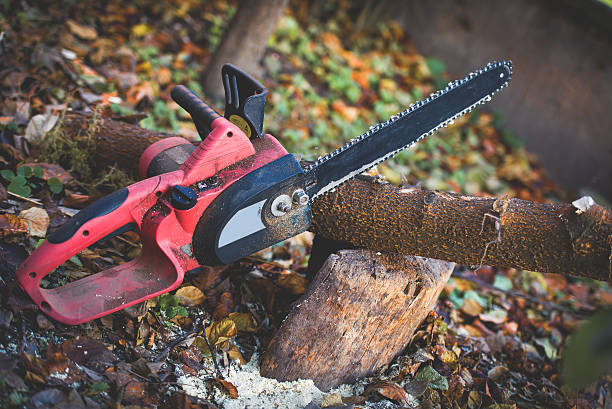 Best Storm Damage Tree Cleanup  in Magnolia, NJ